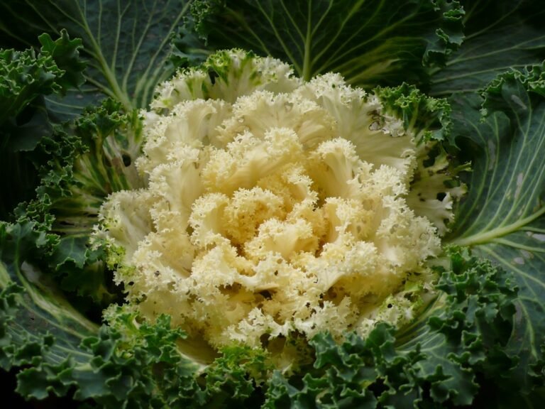 Photo cauliflower recipe