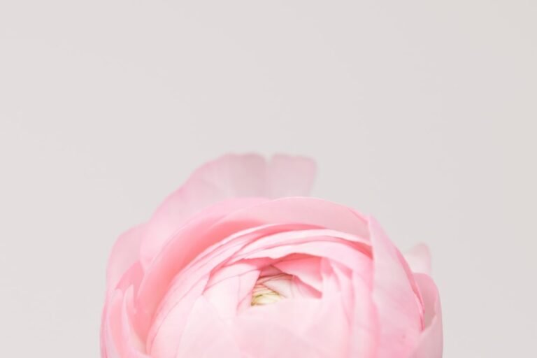 Photo calories chou-fleur