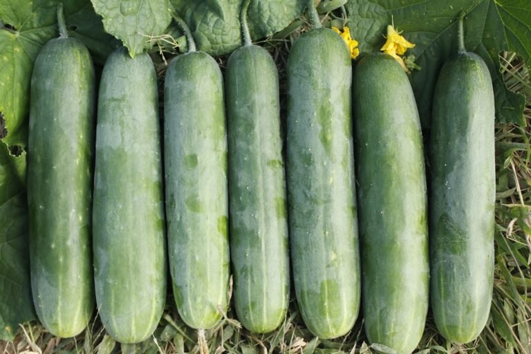 Photo benefits cucumber